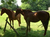 kenthorses